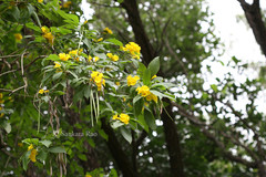 Tecoma castanifolia